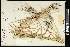  (Triticum durum - CCDB-23395-H11)  @11 [ ] CreativeCommons - Attribution (2015) Agriculture and Agri-Food Canada Agriculture and Agri-Food Canada