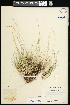  (Piptatheropsis exigua - CCDB-23396-B11)  @11 [ ] CreativeCommons - Attribution (2015) Agriculture and Agri-Food Canada Agriculture and Agri-Food Canada