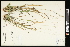  (Dichanthelium depauperatum - CCDB-23396-C08)  @11 [ ] CreativeCommons - Attribution (2015) Agriculture and Agri-Food Canada Agriculture and Agri-Food Canada