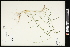  (Muhlenbergia sobolifera - CCDB-23396-D10)  @11 [ ] CreativeCommons - Attribution (2015) Agriculture and Agri-Food Canada Agriculture and Agri-Food Canada