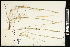  (Lolium rigidum - CCDB-23396-E01)  @11 [ ] CreativeCommons - Attribution (2015) Agriculture and Agri-Food Canada Agriculture and Agri-Food Canada