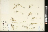  (Poa supina - CCDB-23396-G03)  @11 [ ] CreativeCommons - Attribution (2015) Agriculture and Agri-Food Canada Agriculture and Agri-Food Canada