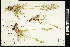  (Deschampsia alpina (caepitosa - CCDB-23396-H06)  @11 [ ] CreativeCommons - Attribution (2015) Agriculture and Agri-Food Canada Agriculture and Agri-Food Canada
