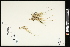  (Muhlenbergia filiculmis - CCDB-23396-H11)  @11 [ ] CreativeCommons - Attribution (2015) Agriculture and Agri-Food Canada Agriculture and Agri-Food Canada