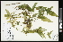  (Commelina communis - CCDB-23967-A06)  @11 [ ] CreativeCommons - Attribution (2015) Agriculture and Agri-Food Canada Agriculture and Agri-Food Canada