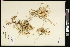  (Carex engelmannii - CCDB-23967-E11)  @11 [ ] CreativeCommons - Attribution (2015) Agriculture and Agri-Food Canada Agriculture and Agri-Food Canada