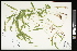  (Brachyelytrum aristosum - CCDB-23967-F08)  @11 [ ] CreativeCommons - Attribution (2015) Agriculture and Agri-Food Canada Agriculture and Agri-Food Canada