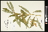  (Lilium michiganense - CCDB-23967-G01)  @11 [ ] CreativeCommons - Attribution (2015) Agriculture and Agri-Food Canada Agriculture and Agri-Food Canada