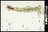  (Carex echinodes - CCDB-23967-G10)  @11 [ ] CreativeCommons - Attribution (2015) Agriculture and Agri-Food Canada Agriculture and Agri-Food Canada
