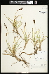  (Carex scopulorum - CCDB-23967-H09)  @11 [ ] CreativeCommons - Attribution (2015) Agriculture and Agri-Food Canada Agriculture and Agri-Food Canada