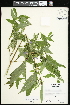  ( - CCDB-24798-A06)  @11 [ ] CreativeCommons - Attribution (2015) Agriculture and Agri-Food Canada Agriculture and Agri-Food Canada
