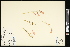  (Ipomopsis - CCDB-24798-C12)  @11 [ ] CreativeCommons - Attribution (2015) Agriculture and Agri-Food Canada Agriculture and Agri-Food Canada