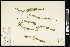  (Veronica nutans - CCDB-24798-D05)  @11 [ ] CreativeCommons - Attribution (2015) Agriculture and Agri-Food Canada Agriculture and Agri-Food Canada