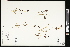  (Tonella - CCDB-24798-F06)  @11 [ ] CreativeCommons - Attribution (2015) Agriculture and Agri-Food Canada Agriculture and Agri-Food Canada