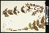  (Nothochelone - CCDB-24798-G06)  @11 [ ] CreativeCommons - Attribution (2015) Agriculture and Agri-Food Canada Agriculture and Agri-Food Canada