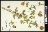  (Trifolium pannonicum - CCDB-24801-B05)  @11 [ ] CreativeCommons - Attribution (2015) Agriculture and Agri-Food Canada Agriculture and Agri-Food Canada