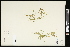  (Lathyrus sativus - CCDB-24801-B06)  @11 [ ] CreativeCommons - Attribution (2015) Agriculture and Agri-Food Canada Agriculture and Agri-Food Canada