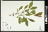  (Rhamnus davurica - CCDB-24801-D01)  @11 [ ] CreativeCommons - Attribution (2015) Agriculture and Agri-Food Canada Agriculture and Agri-Food Canada