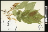  (Fraxinus profunda - CCDB-24801-E04)  @11 [ ] CreativeCommons - Attribution (2015) Agriculture and Agri-Food Canada Agriculture and Agri-Food Canada