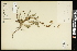  (Poteridium - CCDB-24801-G10)  @11 [ ] CreativeCommons - Attribution (2015) Agriculture and Agri-Food Canada Agriculture and Agri-Food Canada