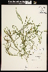  ( - CCDB-26261-A06)  @11 [ ] CreativeCommons - Attribution (2017) Maria Kuzmina Centre for Biodiversity Genomics