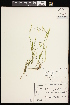  ( - CCDB-26261-A07)  @11 [ ] CreativeCommons - Attribution (2017) Maria Kuzmina Centre for Biodiversity Genomics
