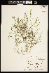  ( - CCDB-26261-A08)  @11 [ ] CreativeCommons - Attribution (2017) Maria Kuzmina Centre for Biodiversity Genomics