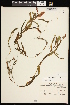  ( - CCDB-26261-A10)  @11 [ ] CreativeCommons - Attribution (2017) Maria Kuzmina Centre for Biodiversity Genomics