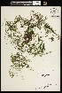  ( - CCDB-26261-B07)  @11 [ ] CreativeCommons - Attribution (2017) Maria Kuzmina Centre for Biodiversity Genomics