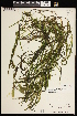  ( - CCDB-26261-B10)  @11 [ ] CreativeCommons - Attribution (2017) Maria Kuzmina Centre for Biodiversity Genomics