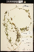  ( - CCDB-26261-B11)  @11 [ ] CreativeCommons - Attribution (2017) Maria Kuzmina Centre for Biodiversity Genomics