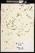  ( - CCDB-26261-B12)  @11 [ ] CreativeCommons - Attribution (2017) Maria Kuzmina Centre for Biodiversity Genomics
