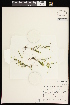  ( - CCDB-26261-C06)  @11 [ ] CreativeCommons - Attribution (2017) Maria Kuzmina Centre for Biodiversity Genomics