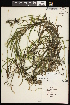  ( - CCDB-26261-C07)  @11 [ ] CreativeCommons - Attribution (2017) Maria Kuzmina Centre for Biodiversity Genomics
