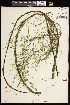  (Potamogeton vaseyi - CCDB-26261-C08)  @11 [ ] CreativeCommons - Attribution (2017) Maria Kuzmina Centre for Biodiversity Genomics