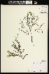  (Potamogeton hillii - CCDB-26261-C09)  @11 [ ] CreativeCommons - Attribution (2017) Maria Kuzmina Centre for Biodiversity Genomics