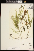  ( - CCDB-26261-C10)  @11 [ ] CreativeCommons - Attribution (2017) Maria Kuzmina Centre for Biodiversity Genomics