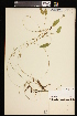  (Potamogeton oakesianus - CCDB-26261-C11)  @11 [ ] CreativeCommons - Attribution (2017) Maria Kuzmina Centre for Biodiversity Genomics
