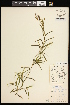  ( - CCDB-26261-D07)  @11 [ ] CreativeCommons - Attribution (2017) Maria Kuzmina Centre for Biodiversity Genomics