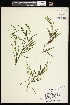  ( - CCDB-26261-D09)  @11 [ ] CreativeCommons - Attribution (2017) Maria Kuzmina Centre for Biodiversity Genomics