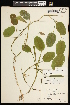  ( - CCDB-26261-D11)  @11 [ ] CreativeCommons - Attribution (2017) Maria Kuzmina Centre for Biodiversity Genomics