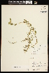  ( - CCDB-26261-E08)  @11 [ ] CreativeCommons - Attribution (2017) Maria Kuzmina Centre for Biodiversity Genomics