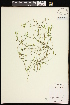  ( - CCDB-26261-E09)  @11 [ ] CreativeCommons - Attribution (2017) Maria Kuzmina Centre for Biodiversity Genomics