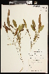  ( - CCDB-26261-E11)  @11 [ ] CreativeCommons - Attribution (2017) Maria Kuzmina Centre for Biodiversity Genomics