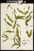  ( - CCDB-26261-E12)  @11 [ ] CreativeCommons - Attribution (2017) Maria Kuzmina Centre for Biodiversity Genomics