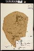  (Potamogeton bicupulatus - CCDB-26261-F06)  @11 [ ] CreativeCommons - Attribution (2017) Maria Kuzmina Centre for Biodiversity Genomics