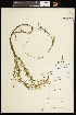  (Potamogeton spirillus - CCDB-26261-F08)  @11 [ ] CreativeCommons - Attribution (2017) Maria Kuzmina Centre for Biodiversity Genomics