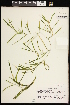  ( - CCDB-26261-F10)  @11 [ ] CreativeCommons - Attribution (2017) Maria Kuzmina Centre for Biodiversity Genomics