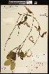  (Potamogeton pulcher - CCDB-26261-F11)  @11 [ ] CreativeCommons - Attribution (2017) Maria Kuzmina Centre for Biodiversity Genomics