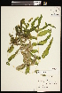  ( - CCDB-26261-F12)  @11 [ ] CreativeCommons - Attribution (2017) Maria Kuzmina Centre for Biodiversity Genomics